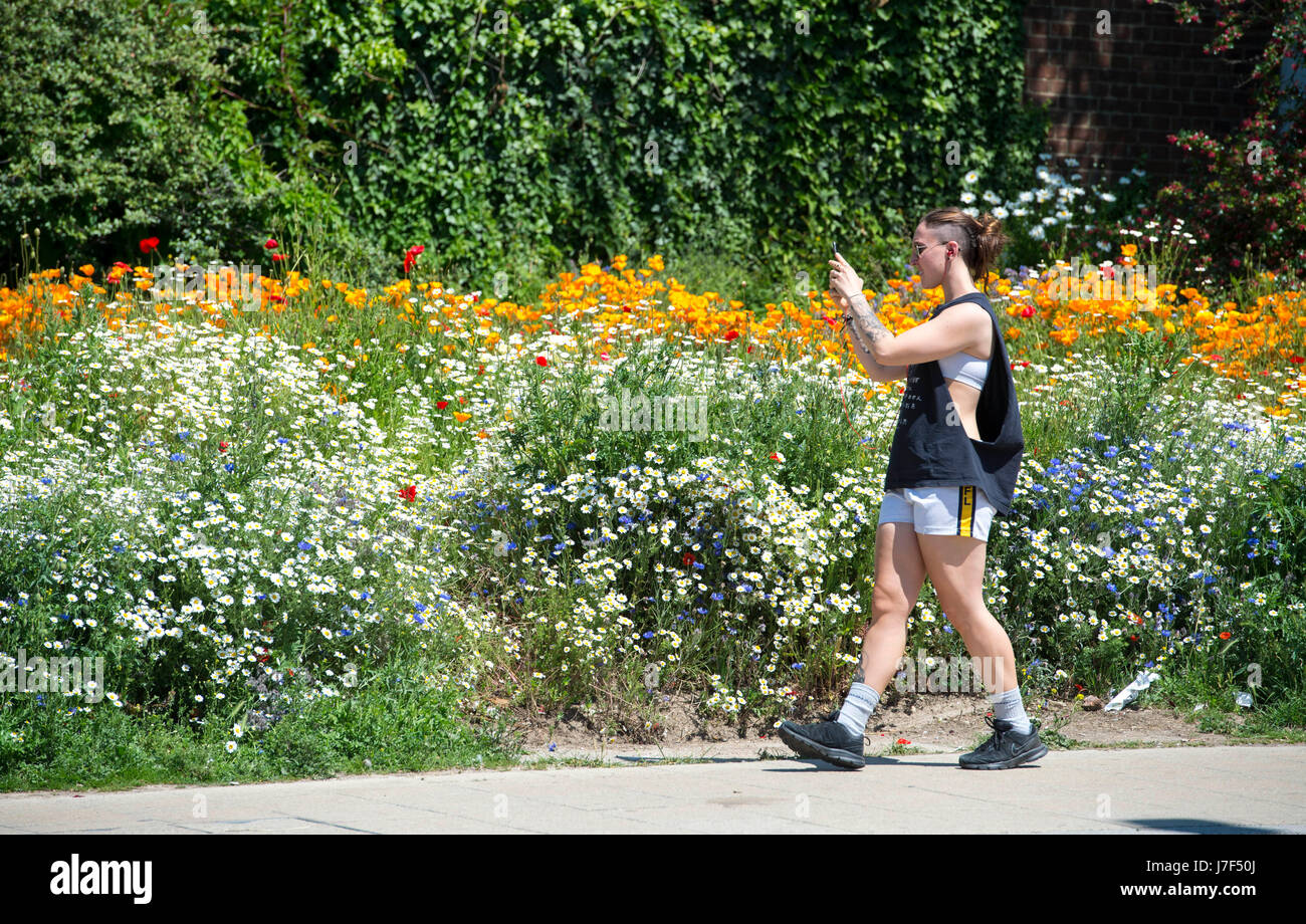 Brighton, Regno Unito. 25 Maggio, 2017. Un oasi di colore ha germogliato nel centro città di Brighton durante il caldo come un prato di fiori selvatici ha fiorì tra traffico e cassonetti per il riciclaggio provocando agitazione in Edward Street . Le previsioni per domani per essere il giorno più caldo dell'anno finora Credito: Simon Dack/Alamy Live News Foto Stock