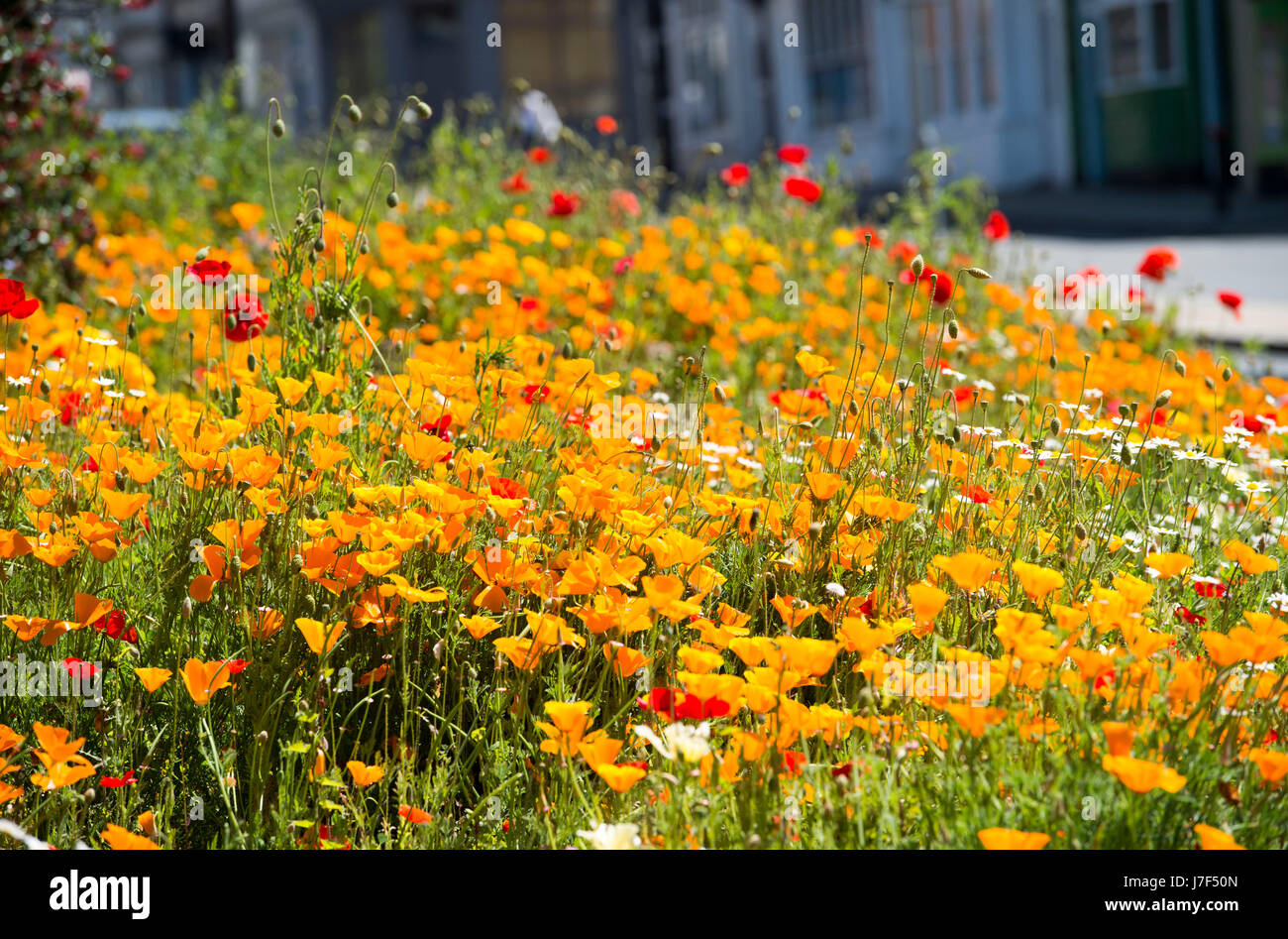 Brighton, Regno Unito. 25 Maggio, 2017. Un oasi di colore ha germogliato nel centro città di Brighton durante il caldo come un prato di fiori selvatici ha fiorì tra traffico e cassonetti per il riciclaggio provocando agitazione in Edward Street . Le previsioni per domani per essere il giorno più caldo dell'anno finora Credito: Simon Dack/Alamy Live News Foto Stock