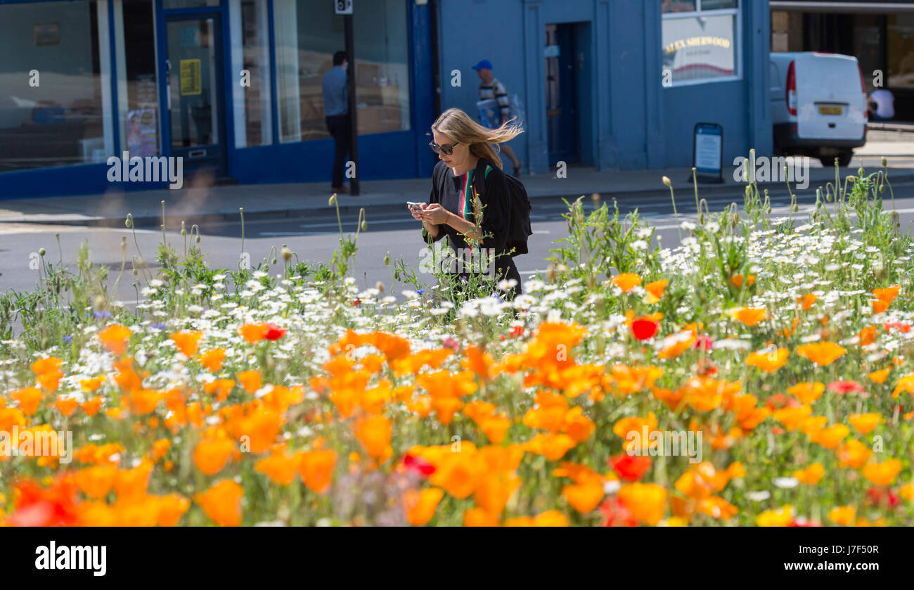 Brighton, Regno Unito. 25 Maggio, 2017. Un oasi di colore ha germogliato nel centro città di Brighton durante il caldo come un prato di fiori selvatici ha fiorì tra traffico e cassonetti per il riciclaggio provocando agitazione in Edward Street . Le previsioni per domani per essere il giorno più caldo dell'anno finora Credito: Simon Dack/Alamy Live News Foto Stock