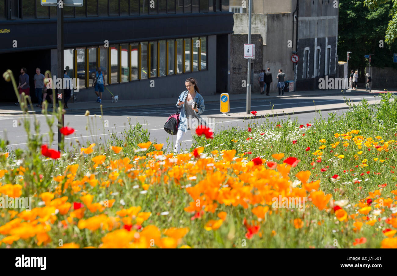 Brighton, Regno Unito. 25 Maggio, 2017. Un oasi di colore ha germogliato nel centro città di Brighton durante il caldo come un prato di fiori selvatici ha fiorì tra traffico e cassonetti per il riciclaggio provocando agitazione in Edward Street . Le previsioni per domani per essere il giorno più caldo dell'anno finora Credito: Simon Dack/Alamy Live News Foto Stock