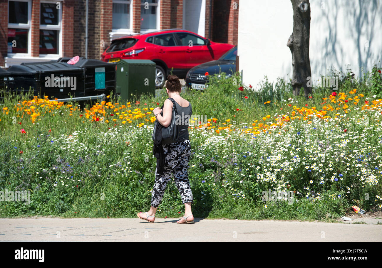 Brighton, Regno Unito. 25 Maggio, 2017. Un oasi di colore ha germogliato nel centro città di Brighton durante il caldo come un prato di fiori selvatici ha fiorì tra traffico e cassonetti per il riciclaggio provocando agitazione in Edward Street . Le previsioni per domani per essere il giorno più caldo dell'anno finora Credito: Simon Dack/Alamy Live News Foto Stock