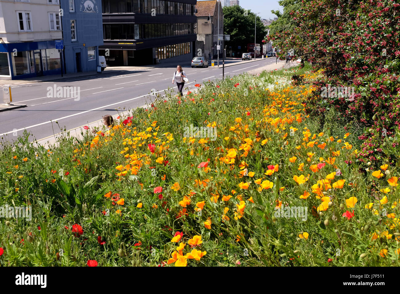 Brighton, Regno Unito. 25 Maggio, 2017. Un oasi di colore ha germogliato nel centro città di Brighton durante il caldo come un prato di fiori selvatici ha fiorì tra traffico e cassonetti per il riciclaggio provocando agitazione in Edward Street . Le previsioni per domani per essere il giorno più caldo dell'anno finora Credito: Simon Dack/Alamy Live News Foto Stock