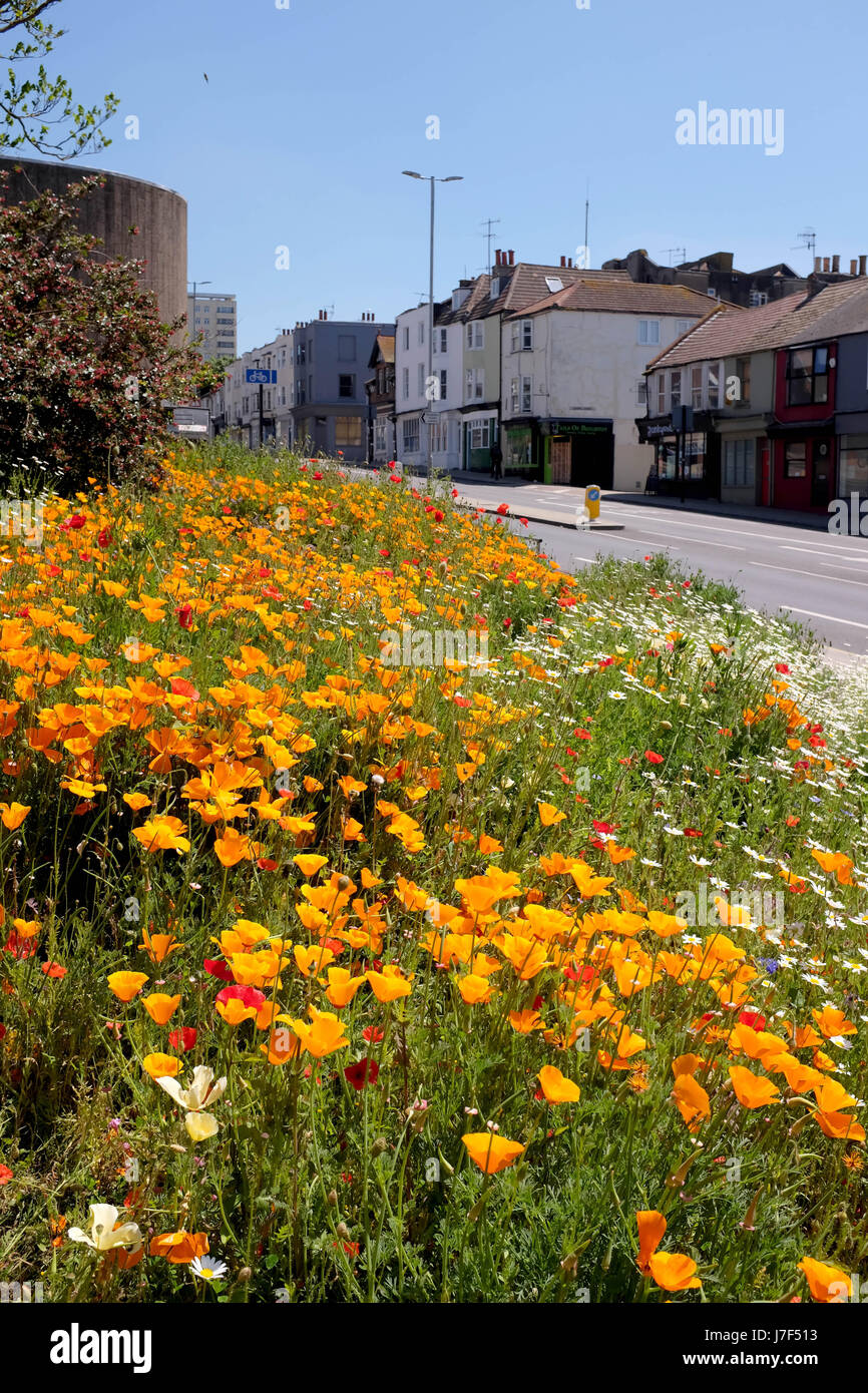 Brighton, Regno Unito. 25 Maggio, 2017. Un oasi di colore ha germogliato nel centro città di Brighton durante il caldo come un prato di fiori selvatici ha fiorì tra traffico e cassonetti per il riciclaggio provocando agitazione in Edward Street . Le previsioni per domani per essere il giorno più caldo dell'anno finora Credito: Simon Dack/Alamy Live News Foto Stock