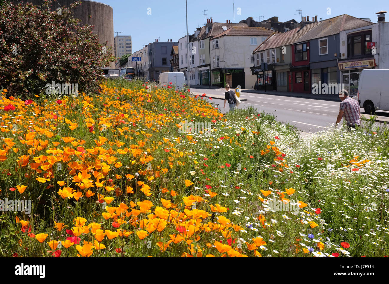 Brighton, Regno Unito. 25 Maggio, 2017. Un oasi di colore ha germogliato nel centro città di Brighton durante il caldo come un prato di fiori selvatici ha fiorì tra traffico e cassonetti per il riciclaggio provocando agitazione in Edward Street . Le previsioni per domani per essere il giorno più caldo dell'anno finora Credito: Simon Dack/Alamy Live News Foto Stock