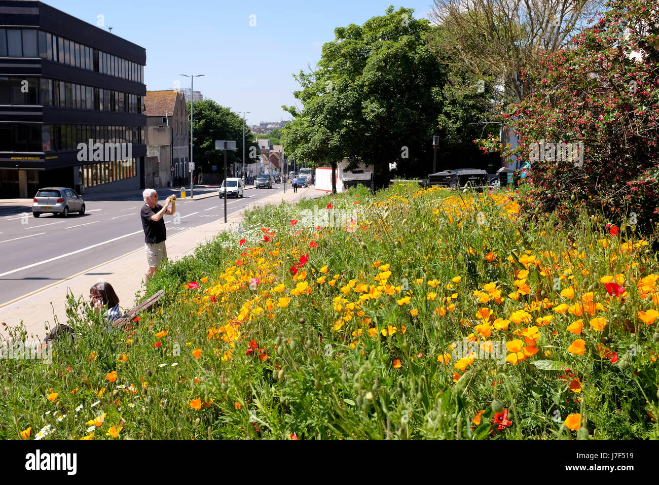 Brighton, Regno Unito. 25 Maggio, 2017. Un oasi di colore ha germogliato nel centro città di Brighton durante il caldo come un prato di fiori selvatici ha fiorì tra traffico e cassonetti per il riciclaggio provocando agitazione in Edward Street . Le previsioni per domani per essere il giorno più caldo dell'anno finora Credito: Simon Dack/Alamy Live News Foto Stock
