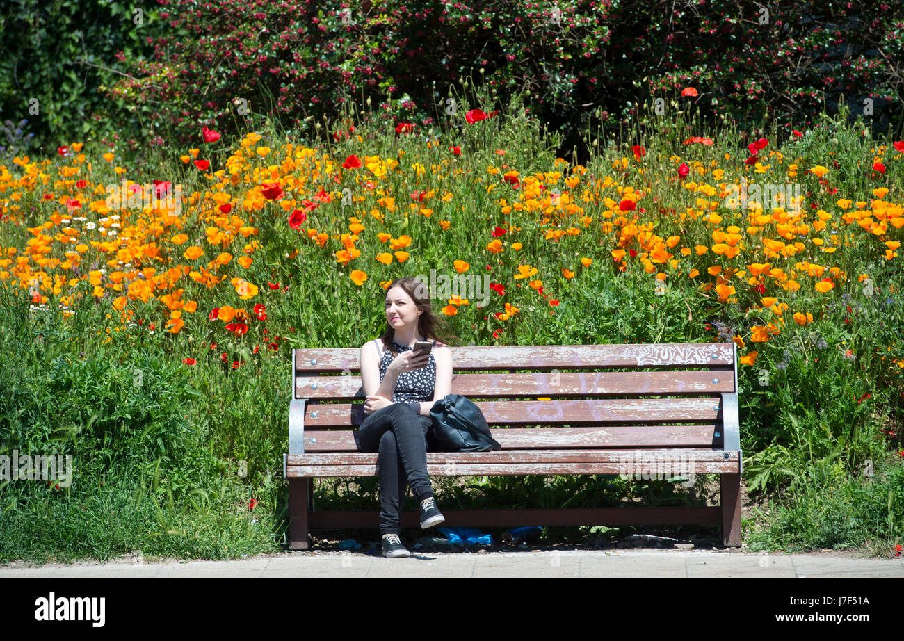 Brighton, Regno Unito. 25 Maggio, 2017. Un oasi di colore ha germogliato nel centro città di Brighton durante il caldo come un prato di fiori selvatici ha fiorì tra traffico e cassonetti per il riciclaggio provocando agitazione in Edward Street . Le previsioni per domani per essere il giorno più caldo dell'anno finora Credito: Simon Dack/Alamy Live News Foto Stock