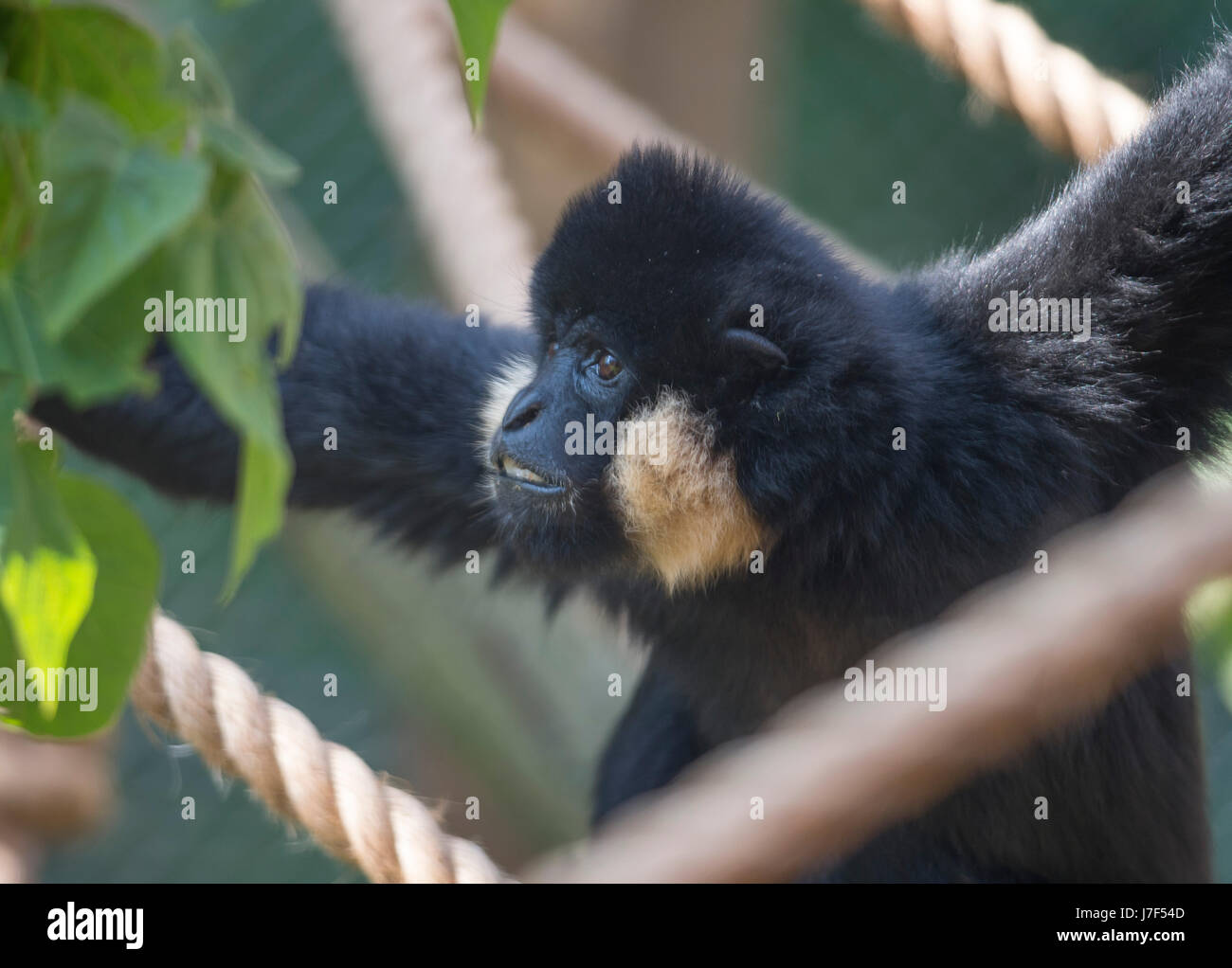 ZSL London Zoo, UK. 25 maggio 2017. Gibbons swing in Londra nel loro involucro di nuova apertura 27 maggio 2017. Home al nord del bianco-cheeked gibbons Jimmy e Yoda, i visitatori saranno in grado di guardare la coppia oscillare attraverso un labirinto di rami e corde da finestre da pavimento a soffitto. Credito: Malcolm Park editoriale/Alamy Live News. Foto Stock