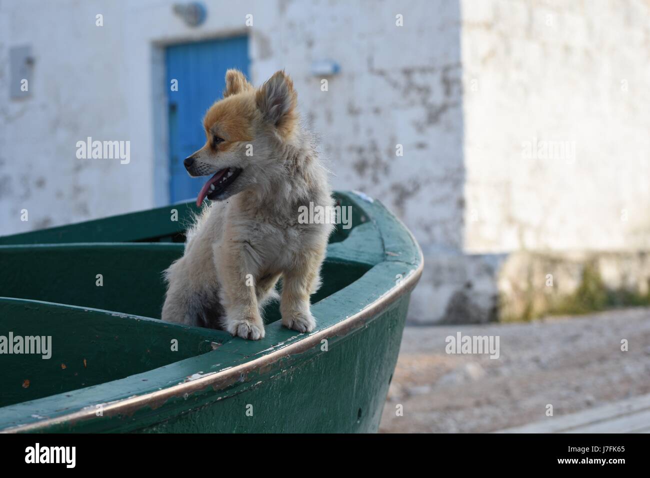 Cute cane in piedi su una barca dei pescatori Foto Stock