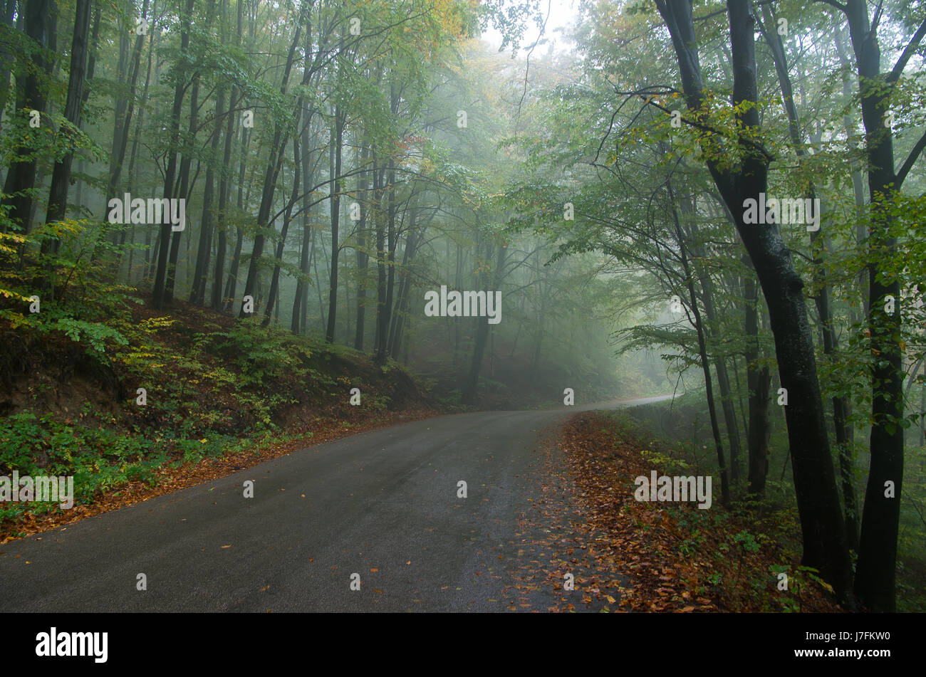 Strada forestale in autunno Foto Stock