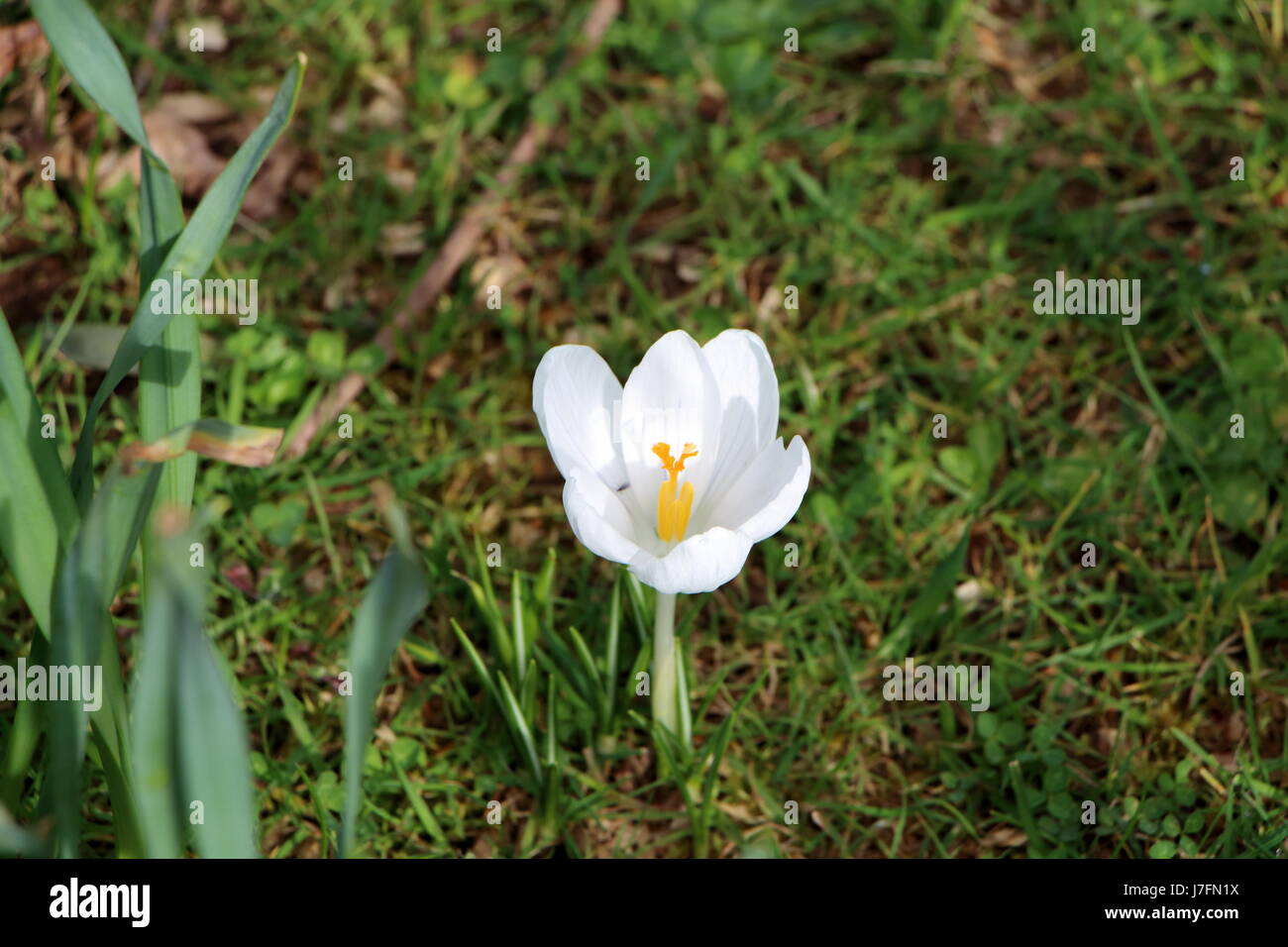 Crocus bianco fiore in un giardino Foto Stock