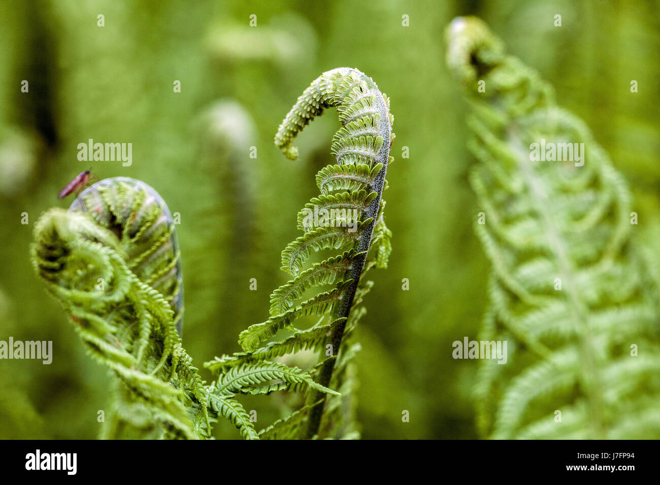 Ostrich felce Matteuccia struthiopteris foglie fresche Foto Stock