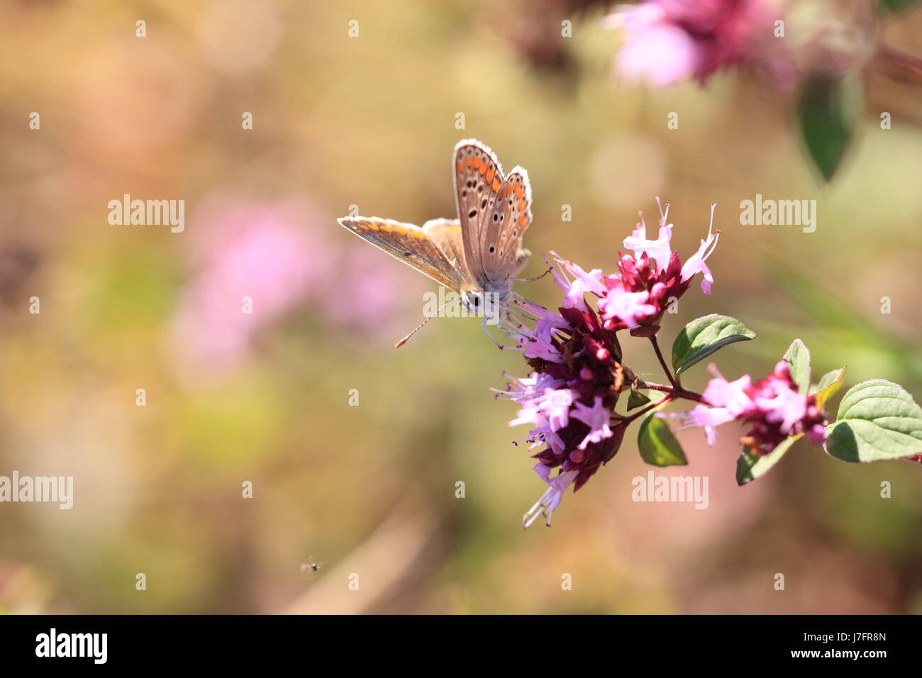 Chiudere blu beauteously bella bella macro close-up di ammissione macro close up Foto Stock