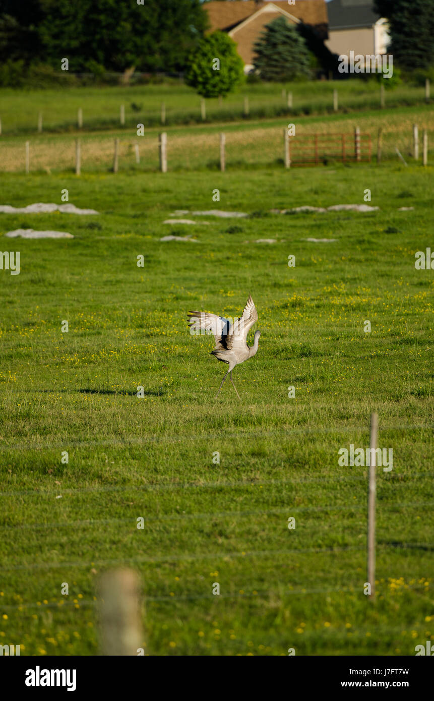 Collina di sabbia gru Foto Stock