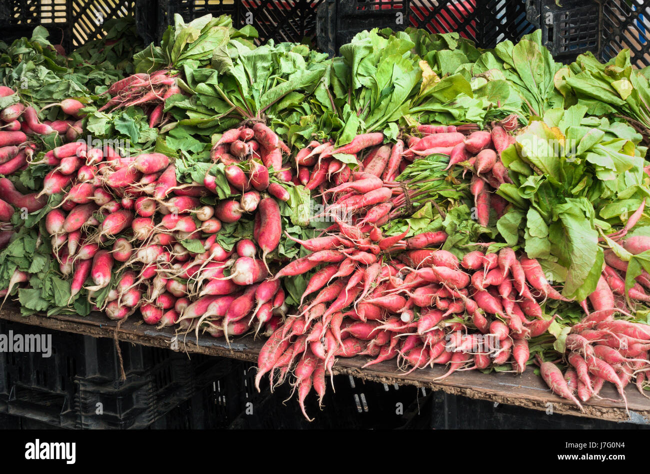 I grappoli di Cina Rose ravanelli organico a un carrello di alimentare in unione Greenmarket Square a New York City Foto Stock