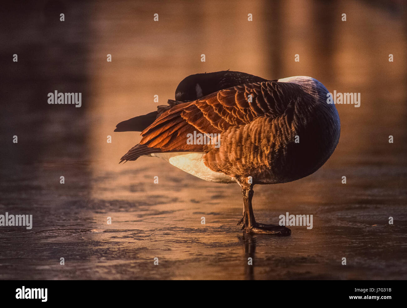 Canada Goose, Branta canadensis, addormentato su un lago ghiacciato, Regents Park, London, Regno Unito Foto Stock