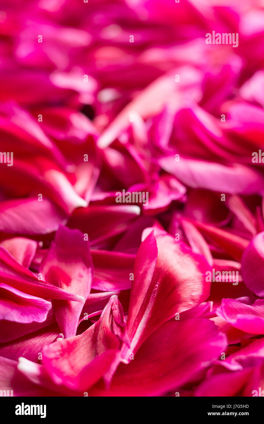 La Peonia petali pattern. Sfondo costituito dai fiori. Vista frontale. Foto Stock