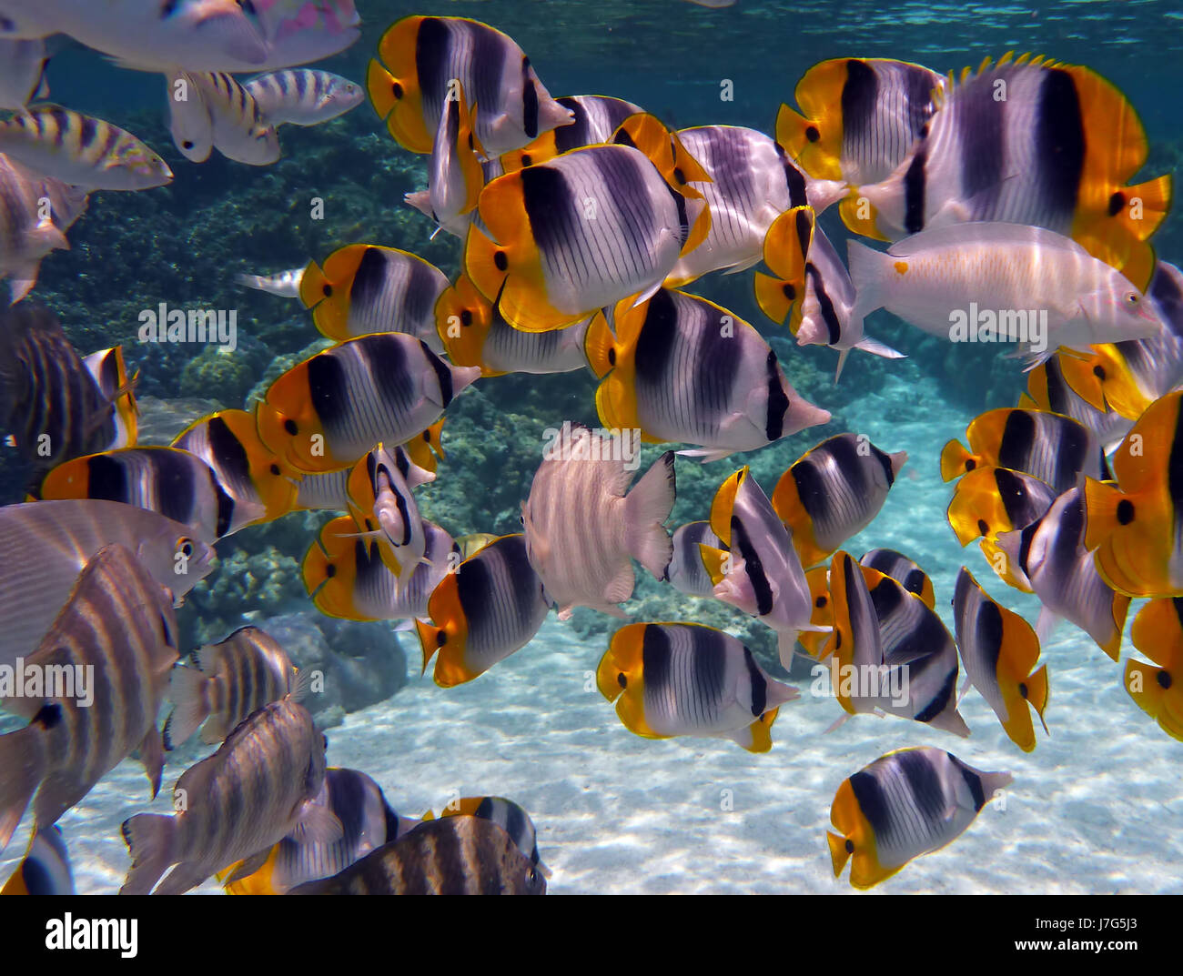 Pacifico sottomarino di acqua salata oceano mare acqua nei mari del sud tropici holiday Foto Stock