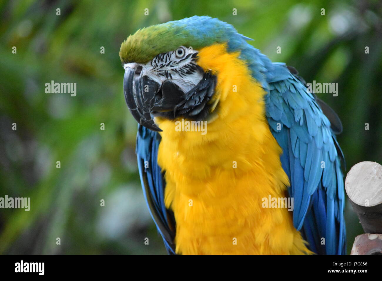 Colorato Macaw Bird Foto Stock