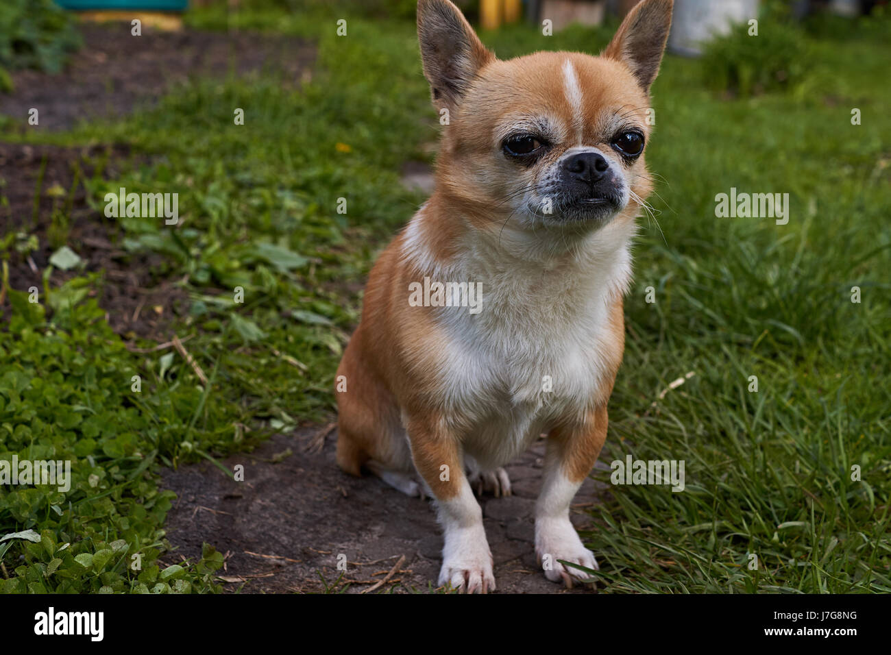 Profilo del cane su uno sfondo sfocato. Un cane di razza Chihuahua. Liscia con capelli, rosso. Egli guarda a sinistra. È possibile vedere la testa, le orecchie, gli occhi Foto Stock