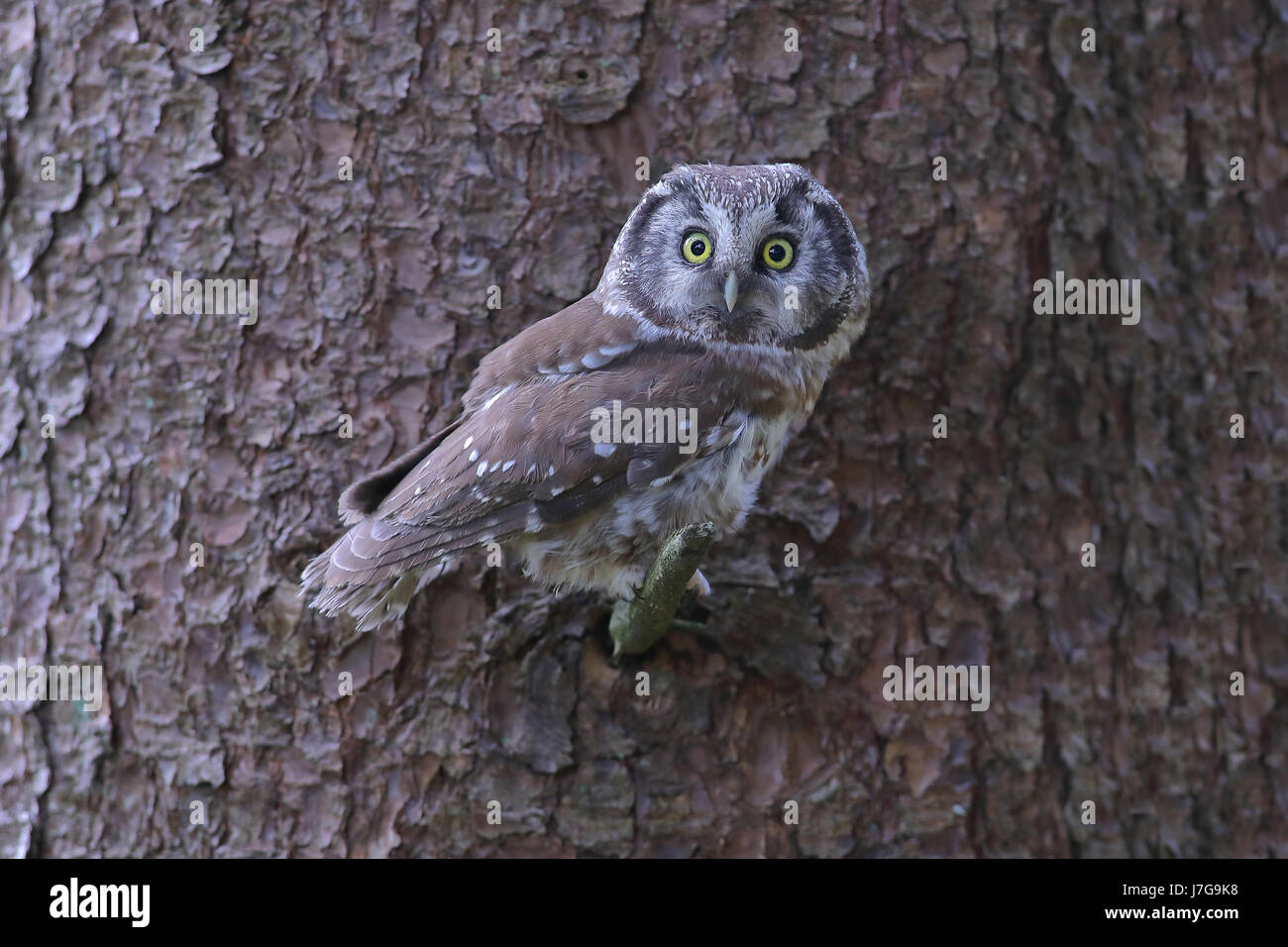 Civetta capogrosso (Aegolius funereus), uccello adulto seduto sul ramo a tronco di albero, Siegerland, Nord Reno-Westfalia, Germania Foto Stock