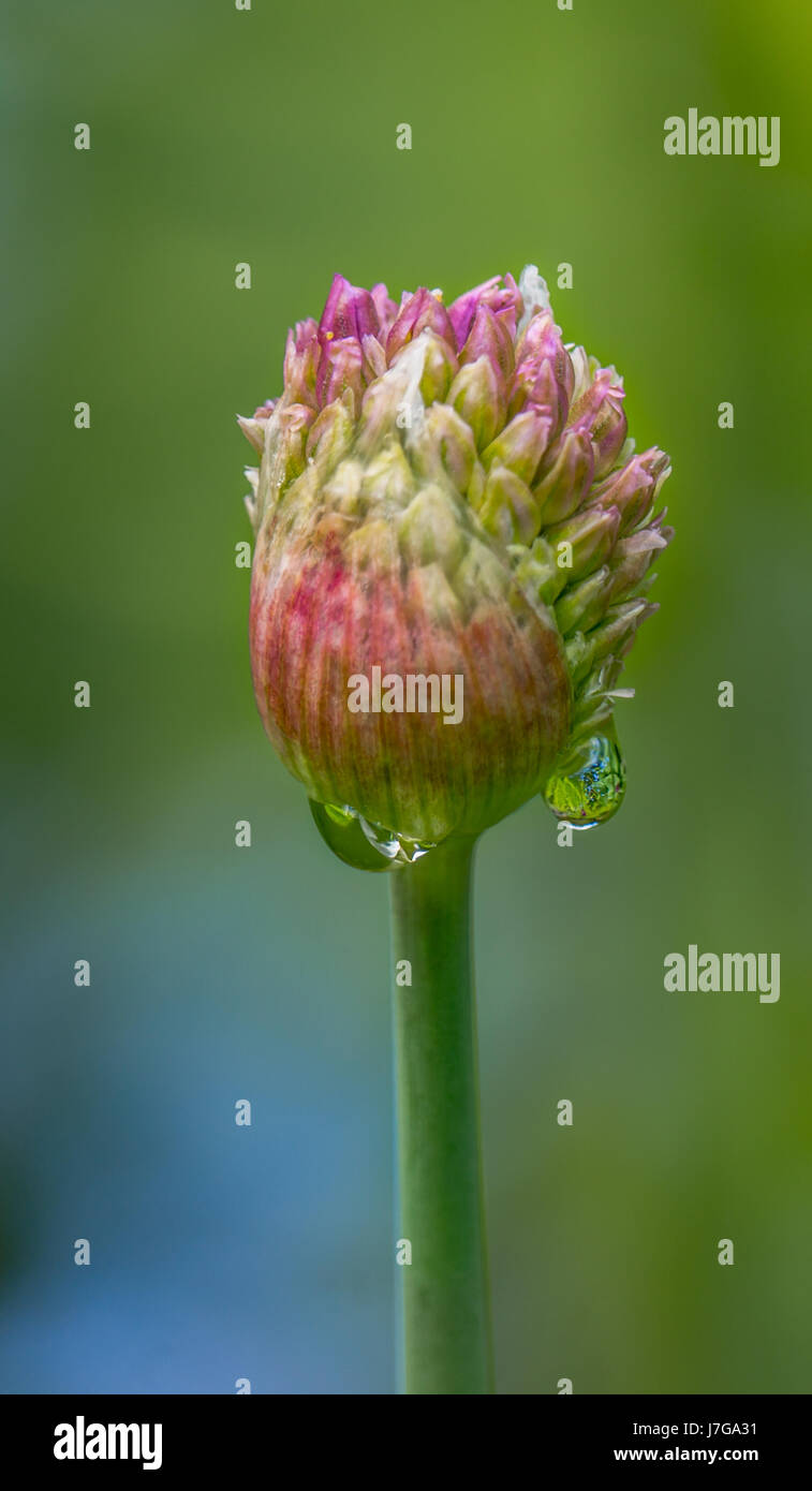 Un ombrella non aperti di Allium sphaerocephalon. Crescendo nel giardino di rose a Stanley Park a Vancouver BC Foto Stock