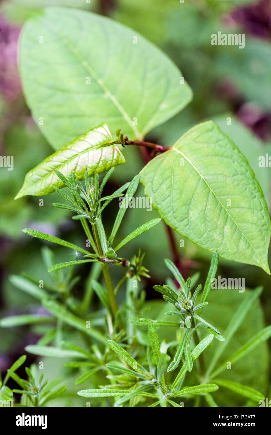 Knotweed gigante, Fallopia sachalinensis Reynoutria sachalinensis, foglie giovani, pianta invasiva Foto Stock