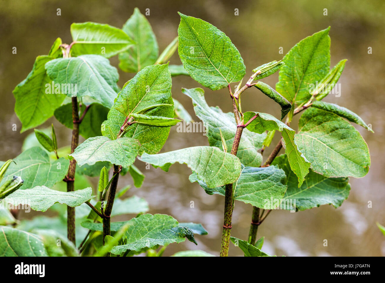 Knotweed gigante, Fallopia sachalinensis Reynoutria sachalinensis, foglie giovani, pianta invasiva Foto Stock
