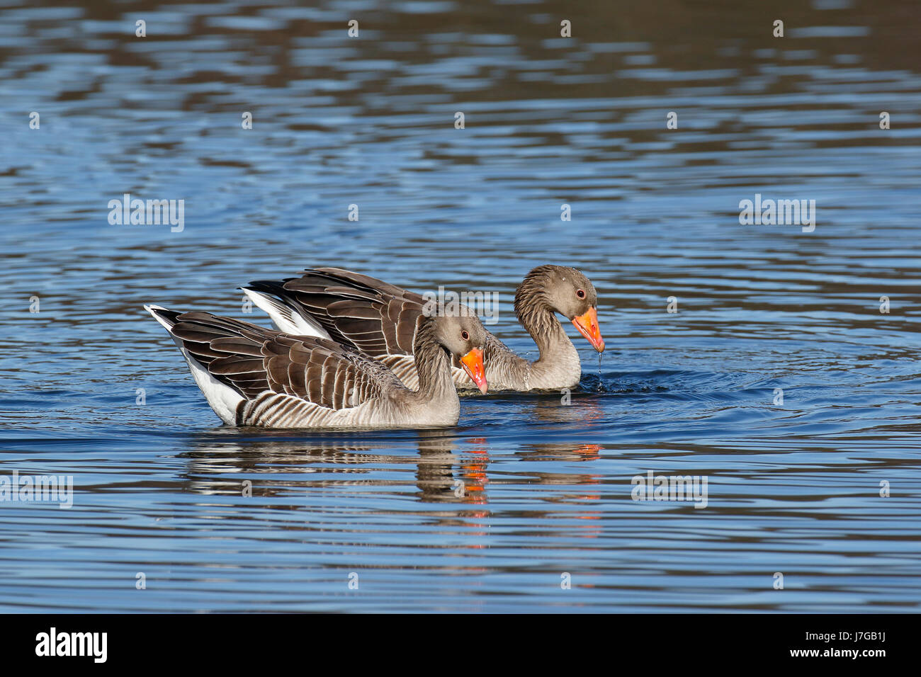 Il corteggiamento Graylag oche (Anser anser), animale giovane a nuotare in acqua, Amburgo, Germania Foto Stock