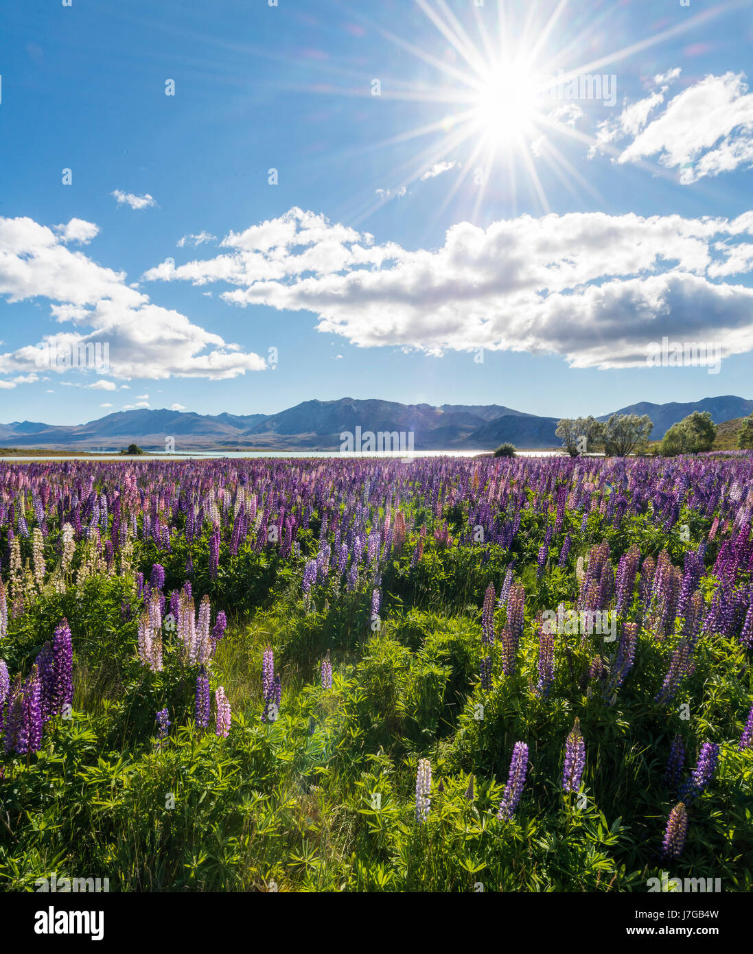 Viola di grande lasciarono i lupini (Lupinus polyphyllus), il Lago Tekapo nella parte anteriore delle Alpi del sud, Canterbury, Isola del Sud, Nuova Zelanda Foto Stock