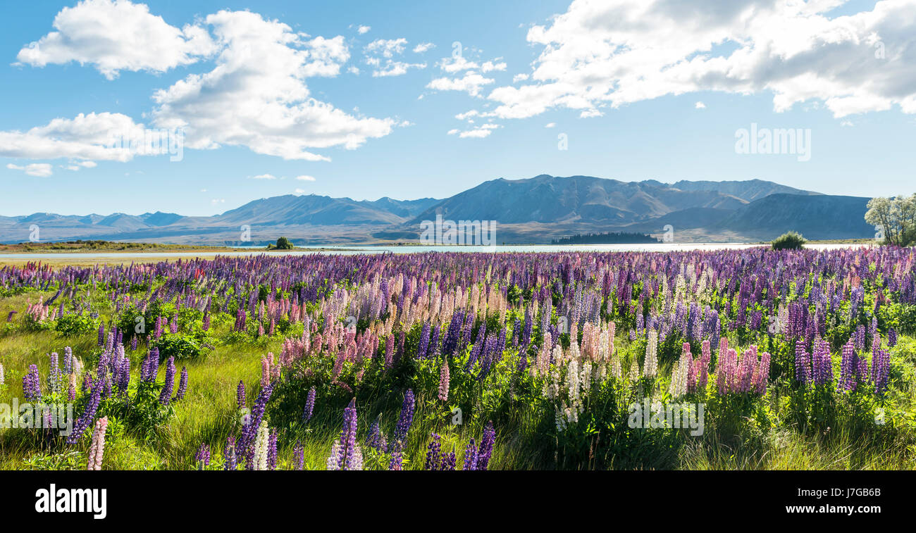 Viola di grande lasciarono i lupini (Lupinus polyphyllus), il Lago Tekapo nella parte anteriore delle Alpi del sud, Canterbury, Isola del Sud, Nuova Zelanda Foto Stock