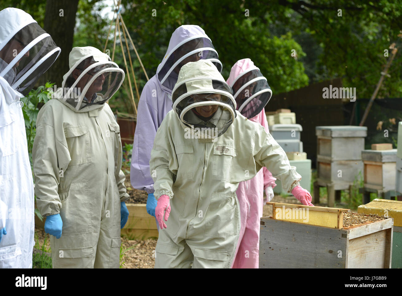 L apicoltura da ape Urban in London Kennington Park. Foto Stock