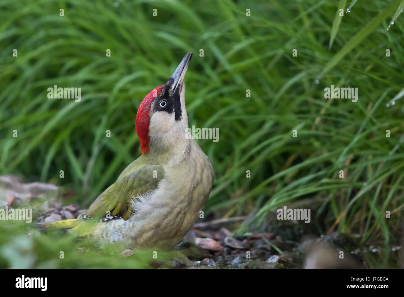 Unione picchio verde (Picus viridis) bere da creek, Hesse, Germania Foto Stock