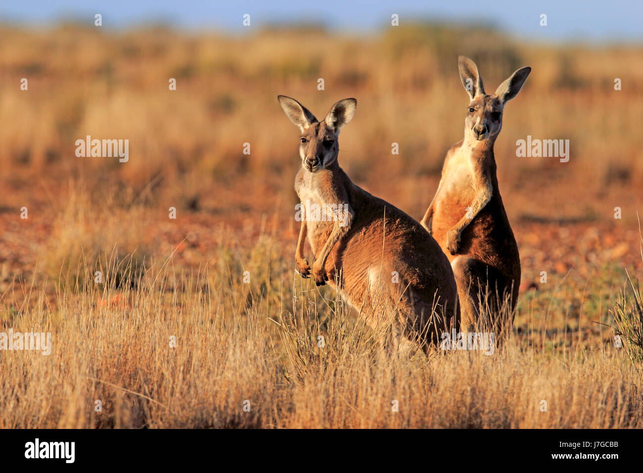 I canguri rossi (Macropus rufus), Adulto vigilante, Sturt National Park, New South Wales, Australia Foto Stock