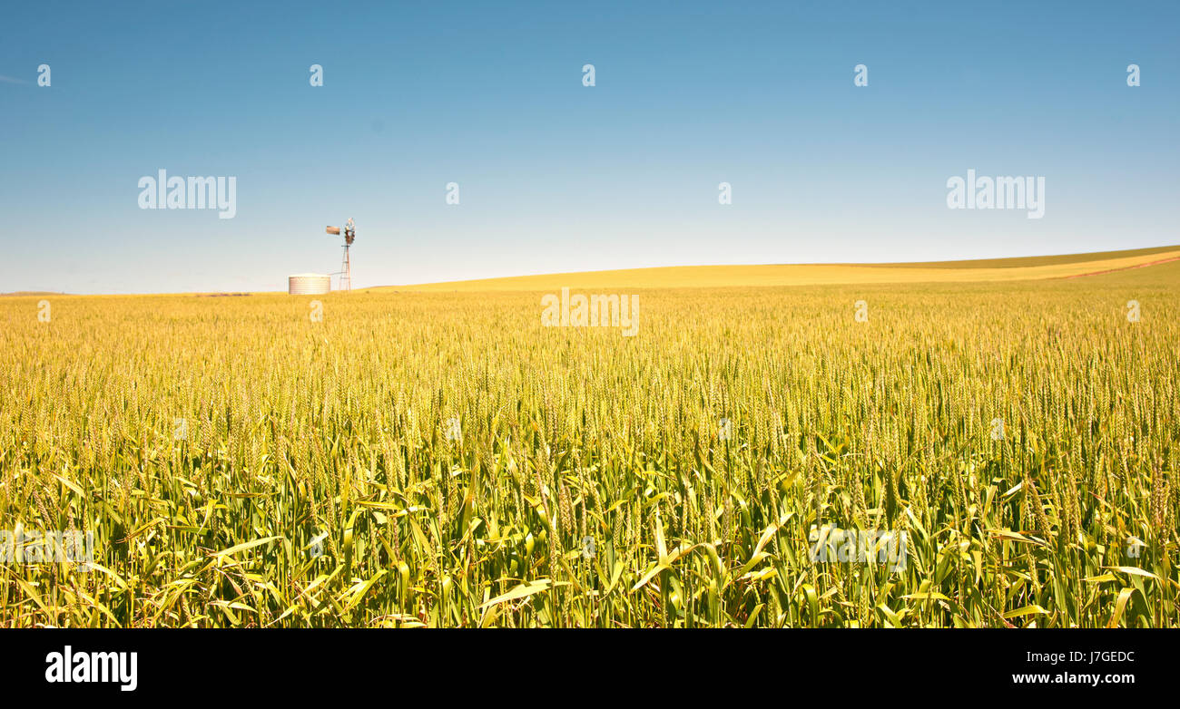 Agricoltura Agricoltura in Australia il mulino a vento di frumento Orzo fattoria paese paddock Foto Stock