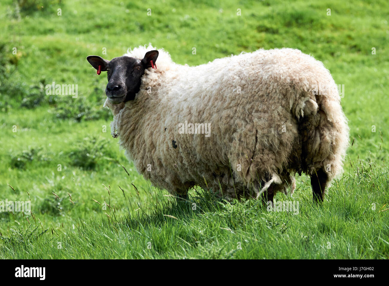 Welsh pecore, testa nera, nel Parco Nazionale di Brecon Beacons Foto stock  - Alamy