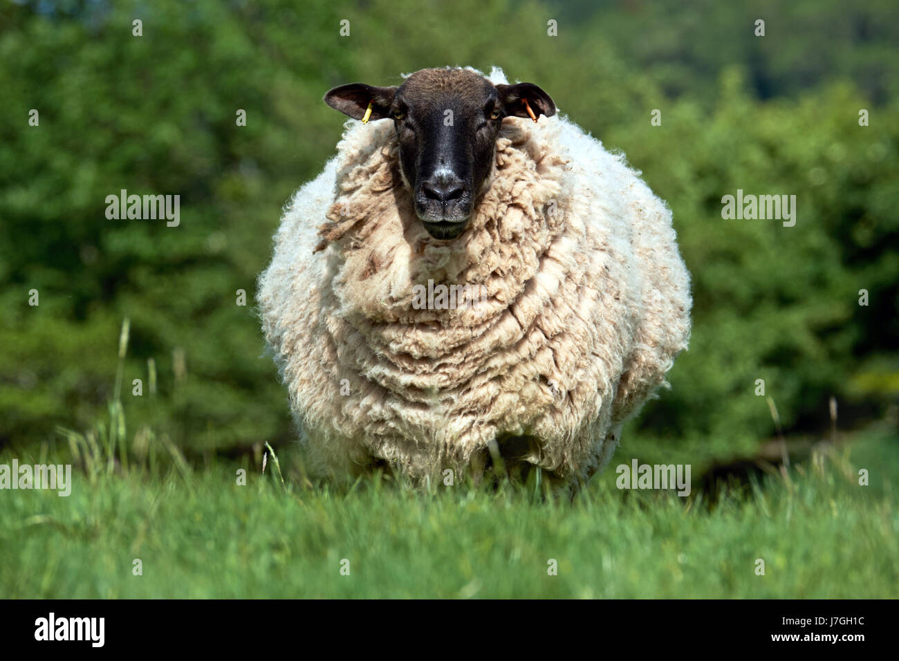 Welsh pecore, testa nera, nel Parco Nazionale di Brecon Beacons Foto Stock