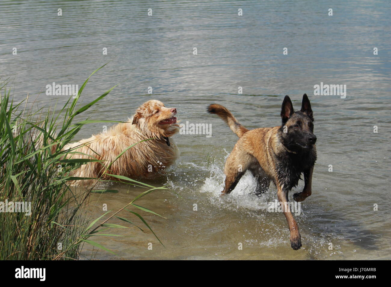 Pastore australiano e Malinois pastore che salto in acqua Foto Stock