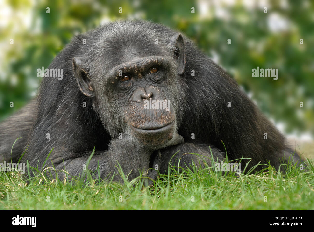 Uno scimpanzé in posa umana Foto Stock