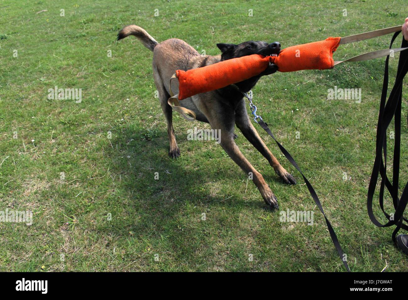Pastore belga malinois cane Foto Stock