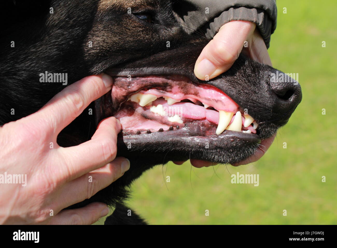 Pastore belga malinois cane Foto Stock