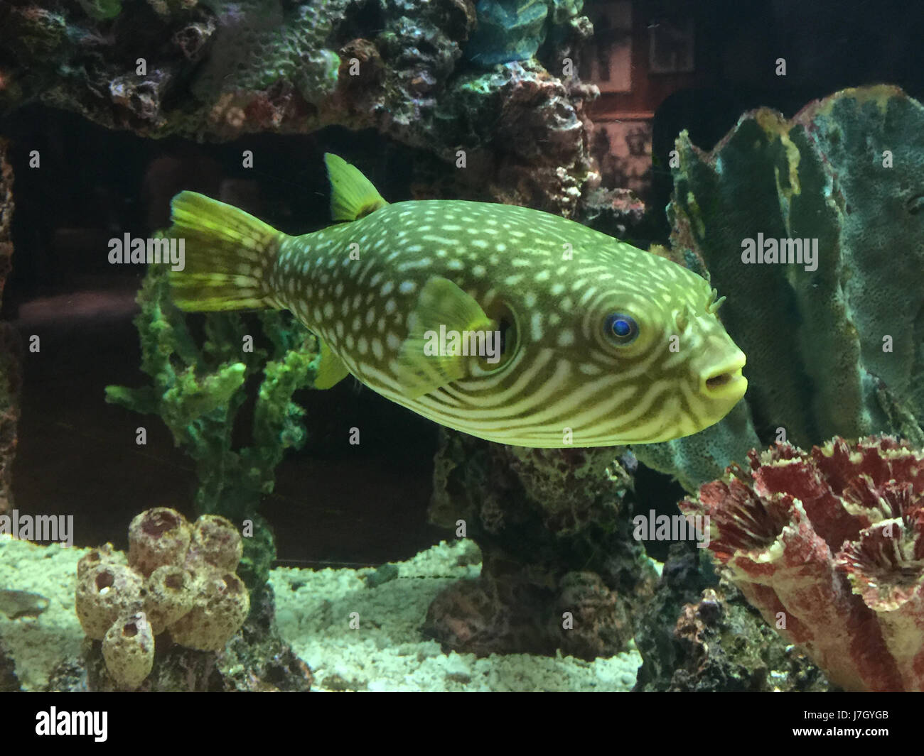 PACIFIC PUFFER FISH - specie non identificata. Foto Tony Gale Foto Stock