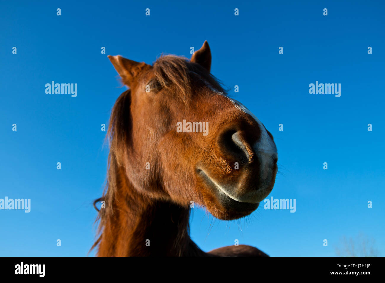 Blue cavallo ritratto animale stallone rider equestre bellissima natura Foto Stock