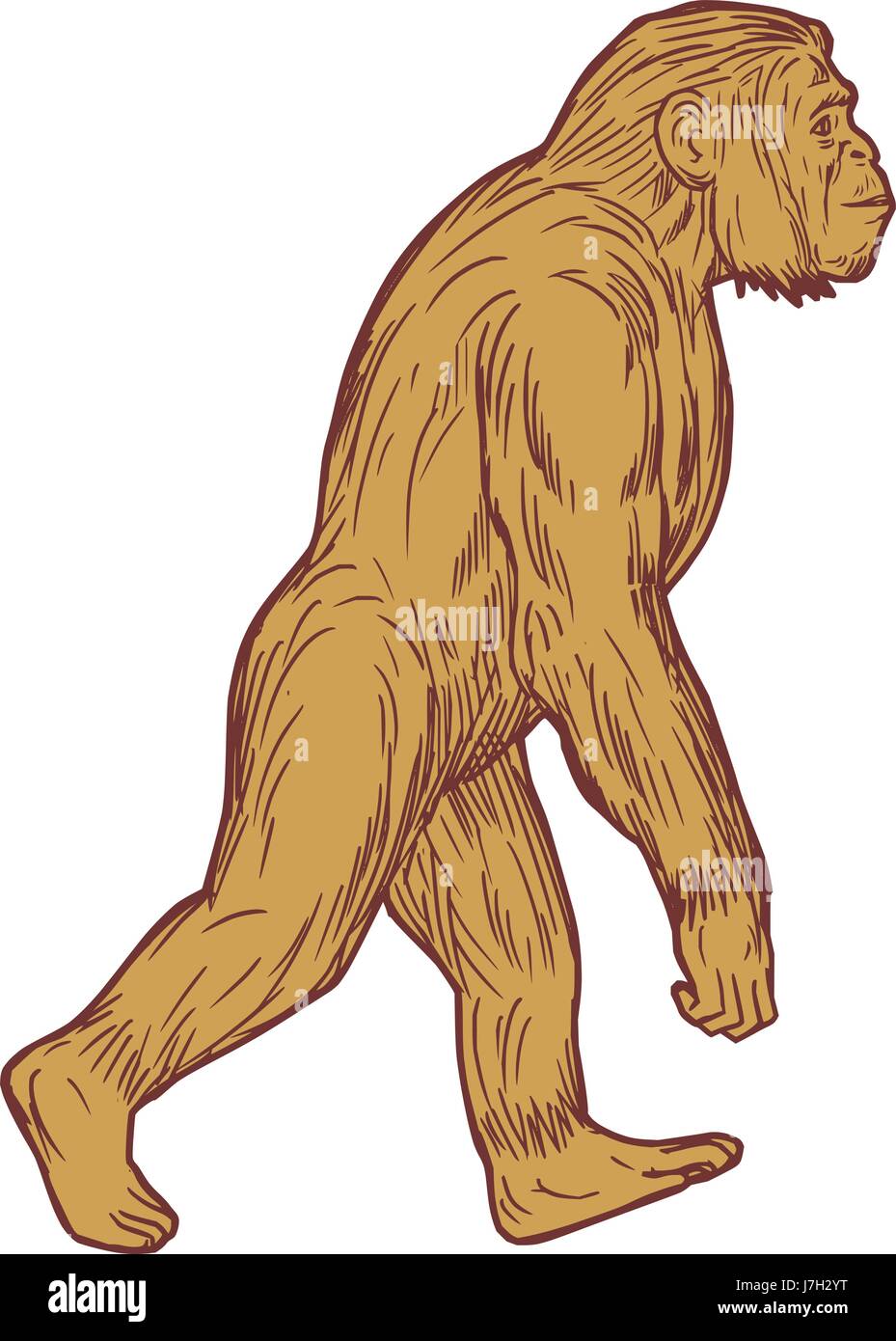 Schizzo di disegno illustrazione dello stile di Homo habilis, una specie di tribù Hominini, durante la Gelasian e primi stadi calabrese del Pleistocene superiore Illustrazione Vettoriale