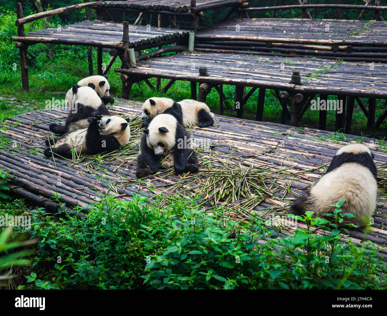 Panda gigante può essere visto aventi la loro colazione consistente di bambù. Il Chengdu Research Base del Panda Gigante allevamento è una riserva per la Foto Stock