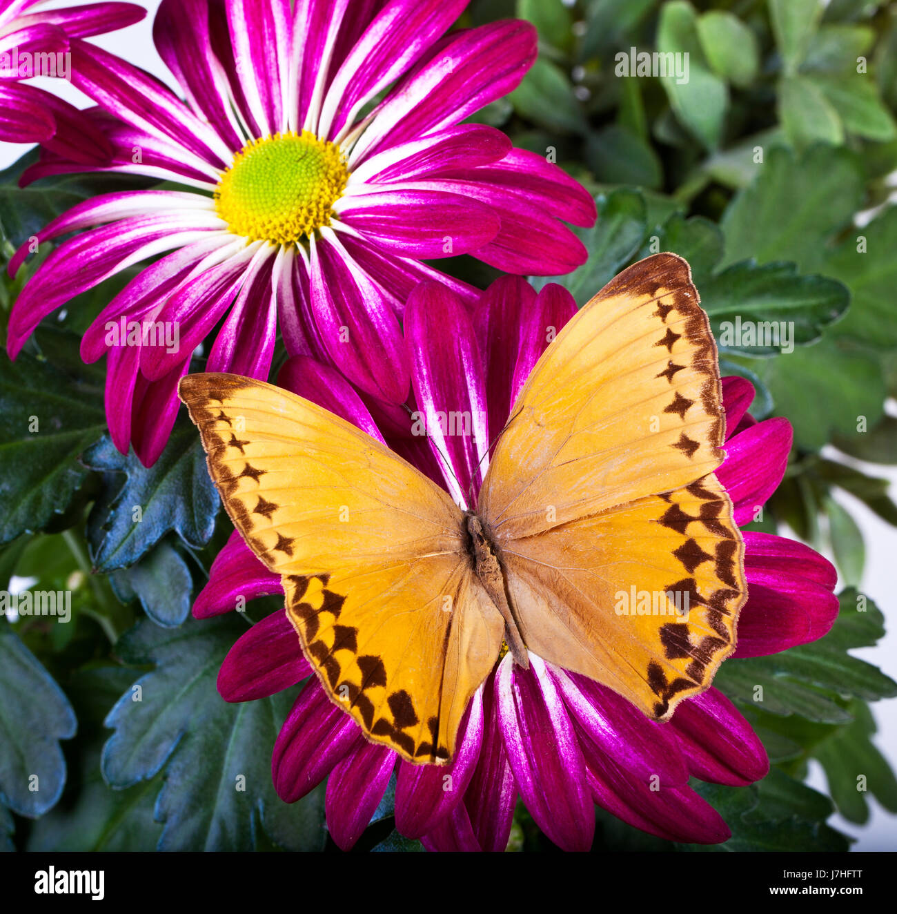 Primo piano di foglia verde insetto fauna flora butterfly wing molla di rimbalzo rimbalzi Foto Stock