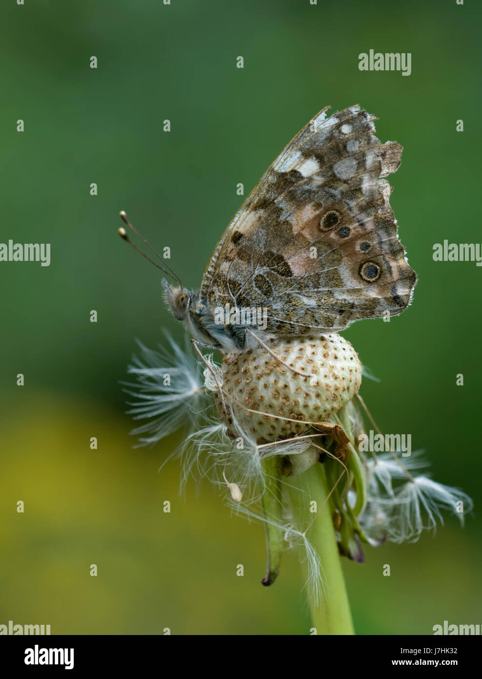 Painted lady Foto Stock