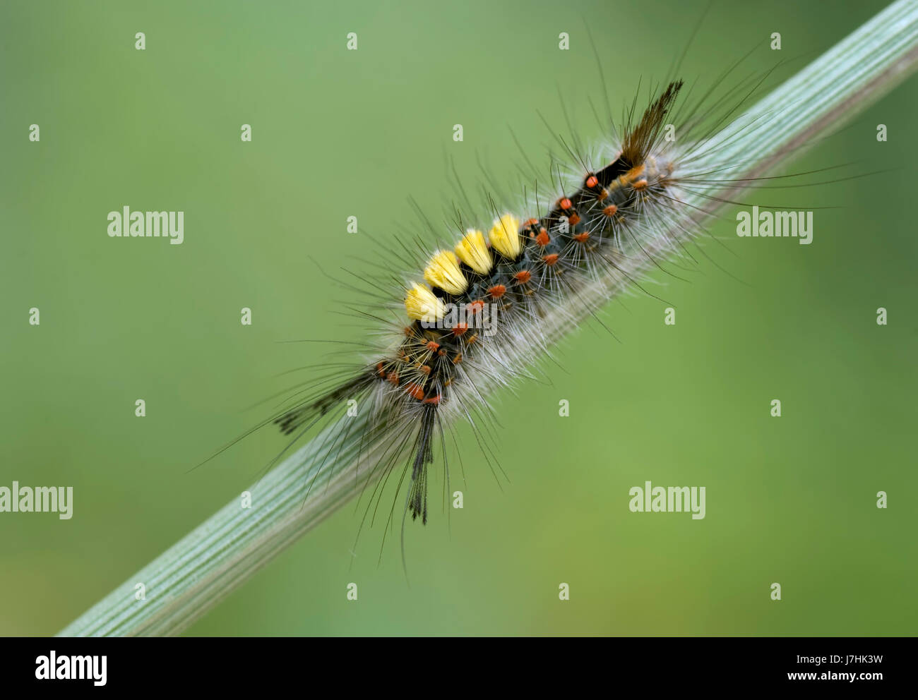 Caterpillar della spazzola i filatori Foto Stock