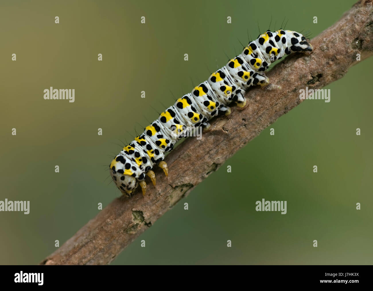 Mullein moth caterpillar Foto Stock