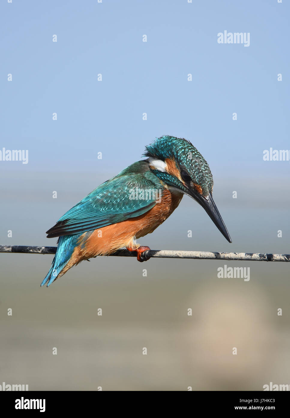 Comune di kingfisher, Alcedo atthis Foto Stock