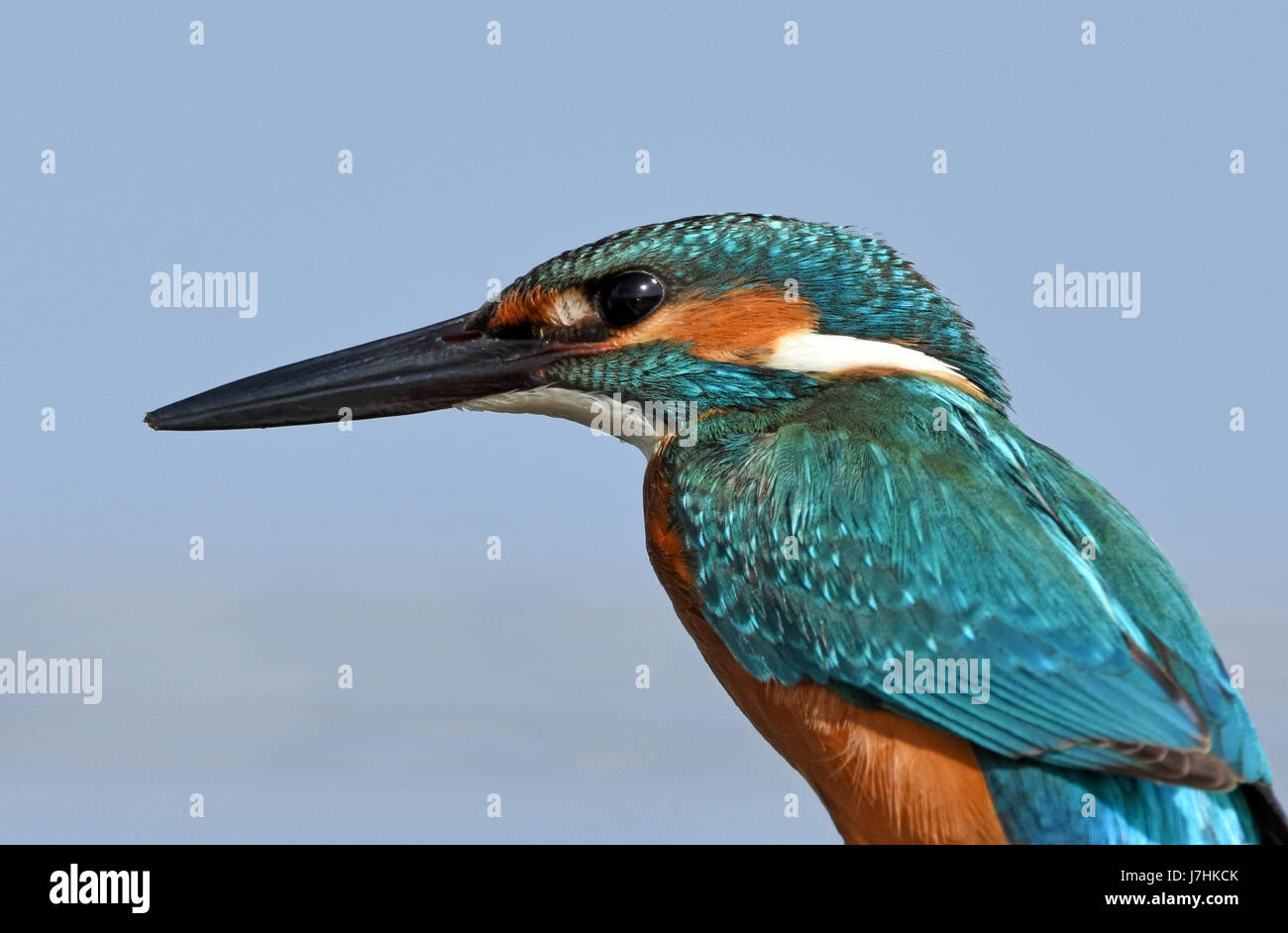 Comune di kingfisher, Alcedo atthis ritratto Foto Stock